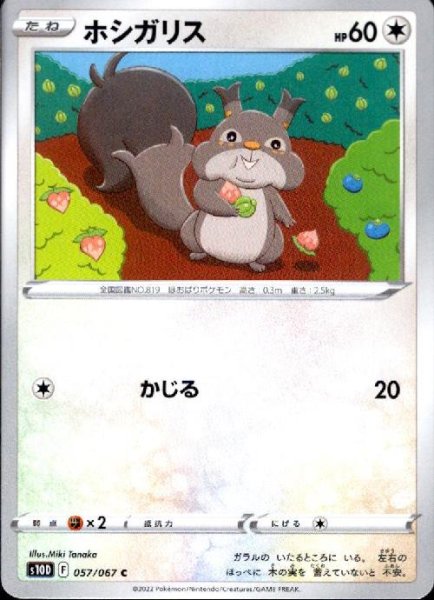 画像1: ホシガリス【かじる】 (1)