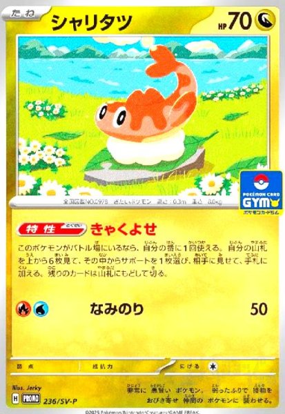 画像1: シャリタツ(236/SV-P) (1)