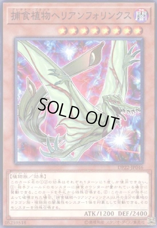 画像1: 捕食植物ヘリアンフォリンクス(スーパー) (1)